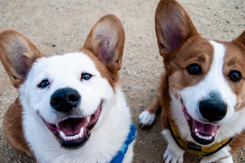 Pet friendly destinations near Escanaba